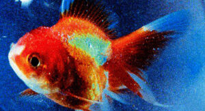 Vince Staples - Big Fish Theory