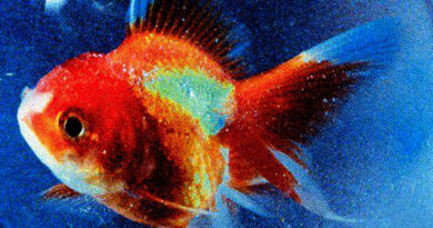 Vince Staples - Big Fish Theory