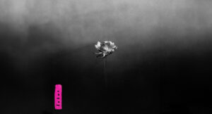 Little Simz - Lotus