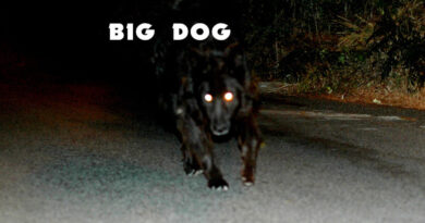 Prof - Big Dog