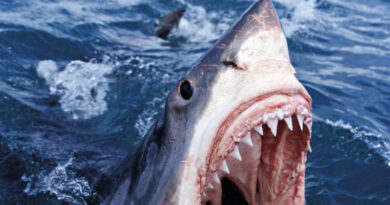 Conway the Machine & The Alchemist - LULU