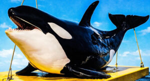 Digi Scale Donnatella - Weight