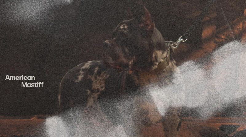 Katori Walker & Nyck Caution - American Mastiff