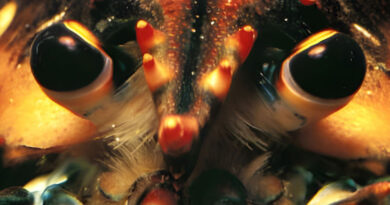 SonnyJim - SuperLobster