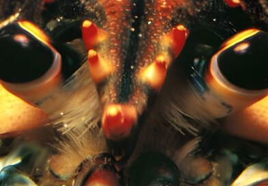 SonnyJim - SuperLobster