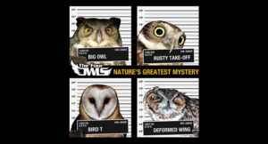 The Four Owls - Nature's Greatest Mystery