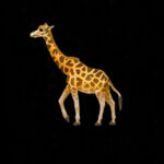 2slimey - Giraffes