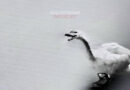 Goosebytheway - Nature Boy